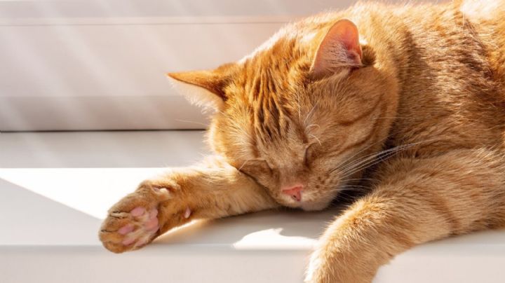 ¿Por qué a los gatos les gusta el sol?