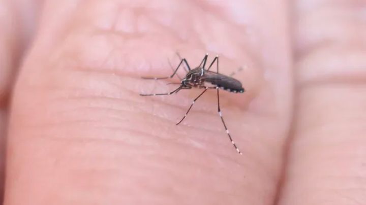 Misiones: murió un hombre de 83 años y ya son seis los fallecidos por dengue