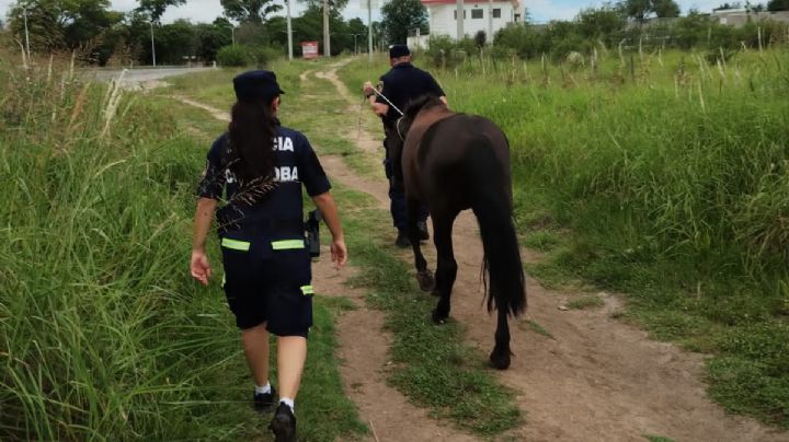 Secuestraron un caballo que andaba suelto por la Ruta 38