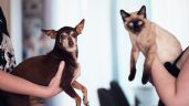 Como perros y gatos: cómo combinar las distintas razas en el hogar
