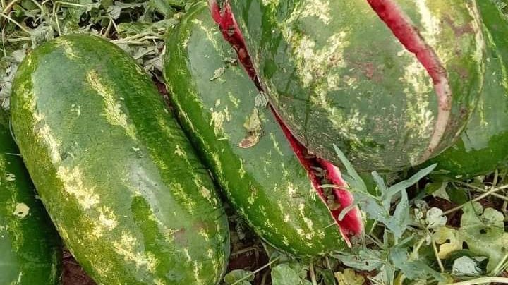 El temporal arruinó la cosecha de sandía y melones en Traslasierra