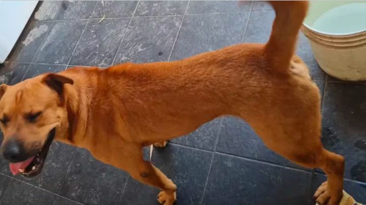 Un perro mestizo mordió a una mujer y a su bebé en Córdoba