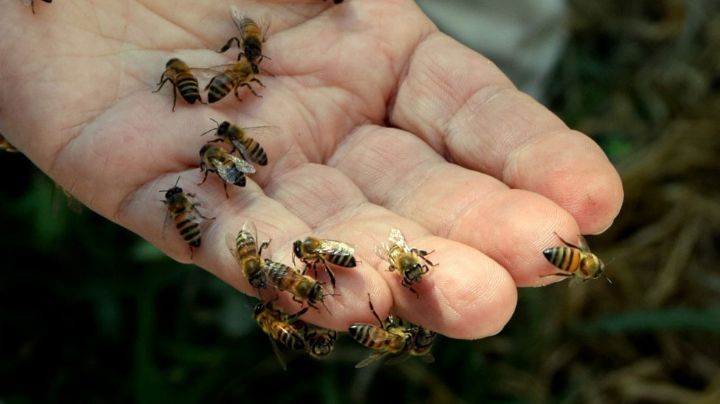 Murió un hombre que fue atacado por abejas en Parque Síquiman