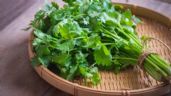Té de cilantro: así se puede consumir para aliviar el dolor muscular