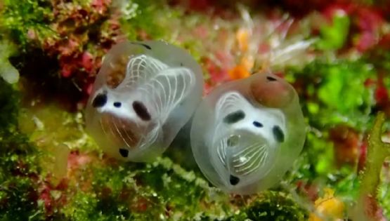 La espeluznante criatura marina hallada en Japón