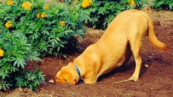 ¿Por qué los perros escarban y hacen pozos en la tierra?