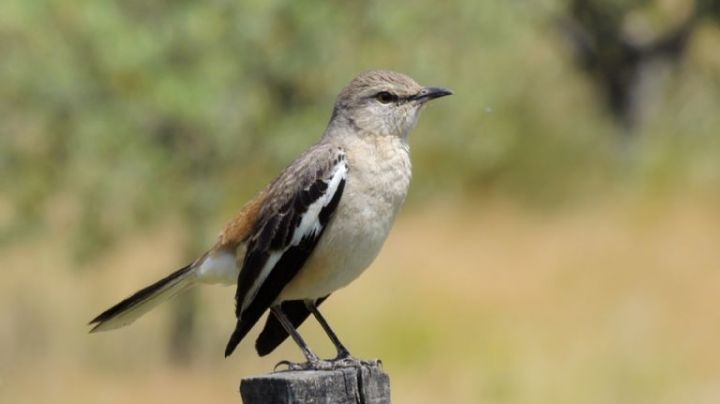 La fascinante Calandria: ave imitadora y cantora