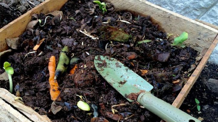 Cómo hacer un compost perfecto y usarlo en nuestra huerta