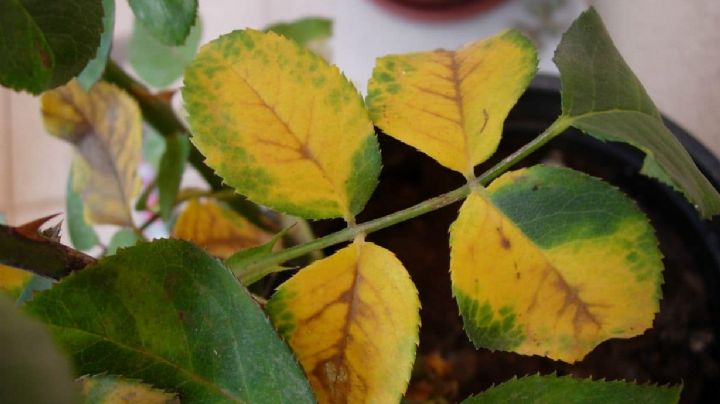 ¿Qué significan las manchas amarillas en nuestras plantas?