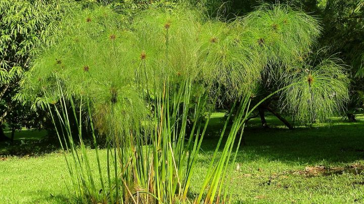 Lo que tenés que saber para cuidar una planta papiro