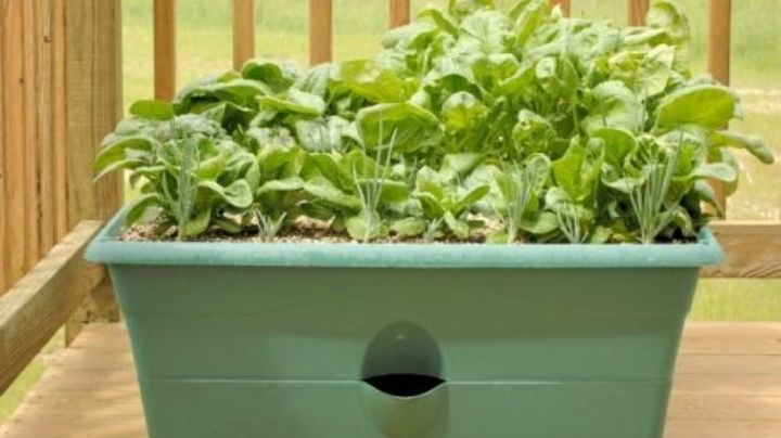 Cómo sembrar espinaca en macetas dentro de tu hogar