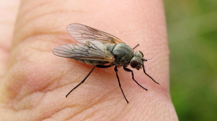 Los consejos para combatir las moscas en tu casa