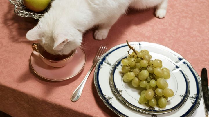 Tres alimentos «super prohibidos» para nuestro gato