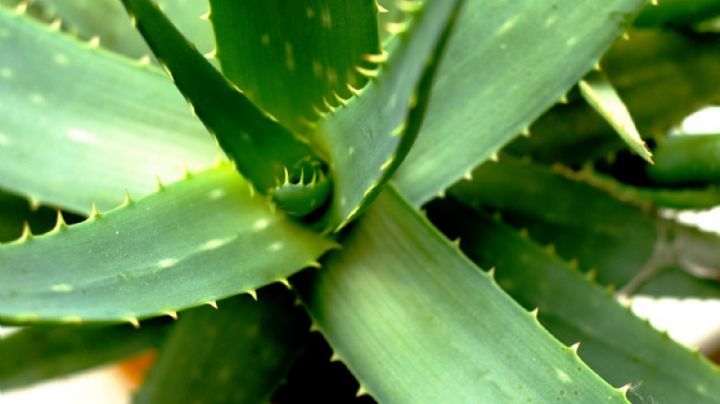 Consejos imprescindibles para cuidar una planta de Aloe Vera