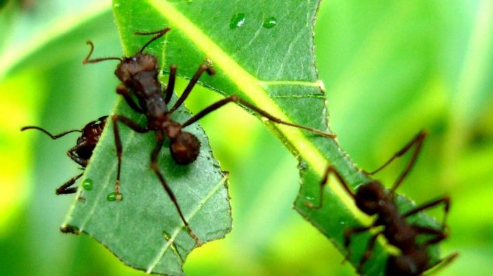 Remedios naturales y efectivos para sacar las hormigas de tu jardín