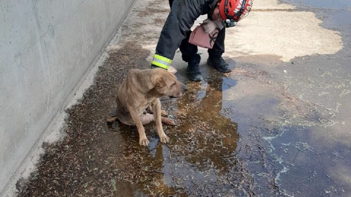 Un perro cayó en un canal de desagüe en Córdoba