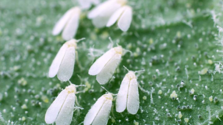Consejos para evitar la mosca blanca en nuestras plantas