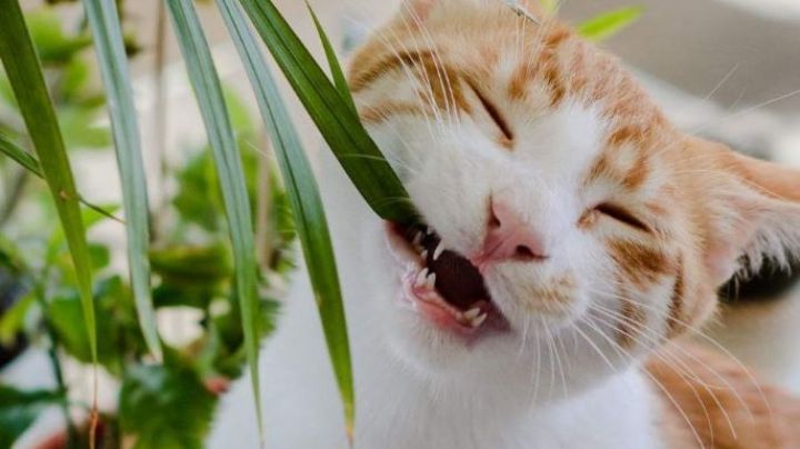 Atención: estas 10 plantas pueden intoxicar a tu gato, debes evitarlas