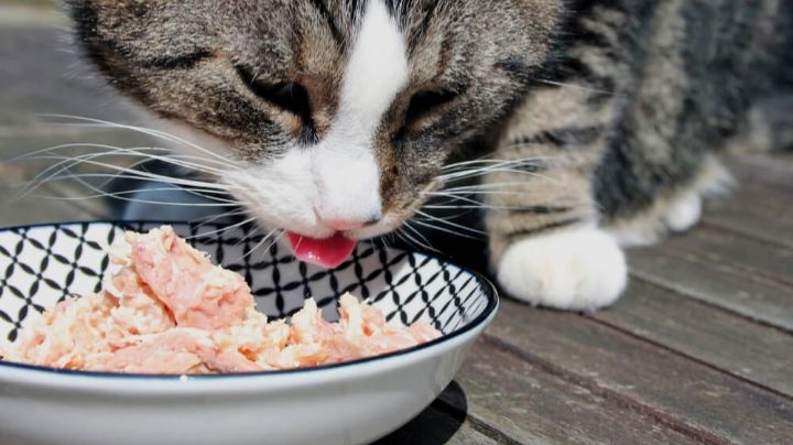Cuáles son los alimentos que enloquecen a los gatos