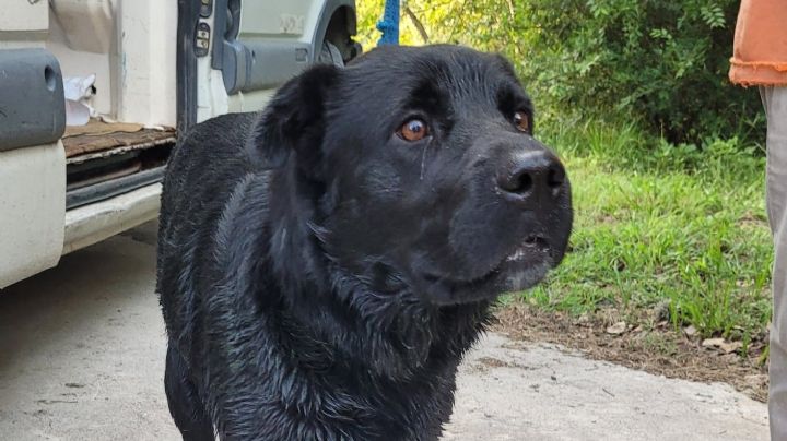 Rescataron  a una perra en el lago y buscan a sus dueños