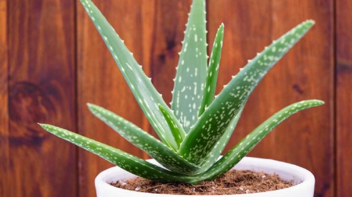 Cómo hacer para que la planta de Aloe Vera florezca